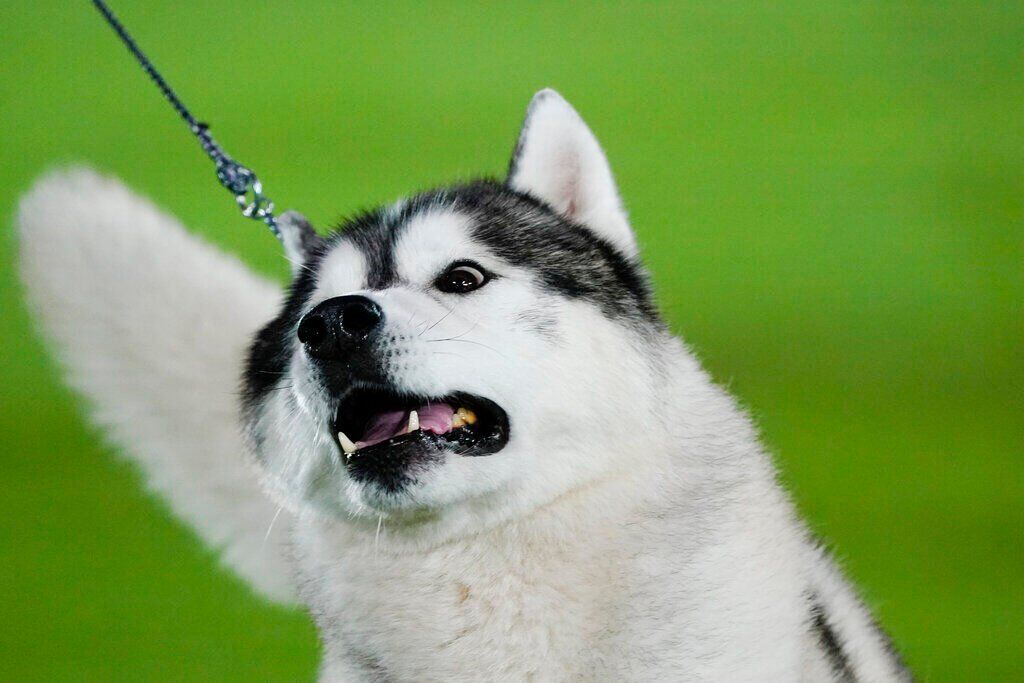 Westminster Dog Show